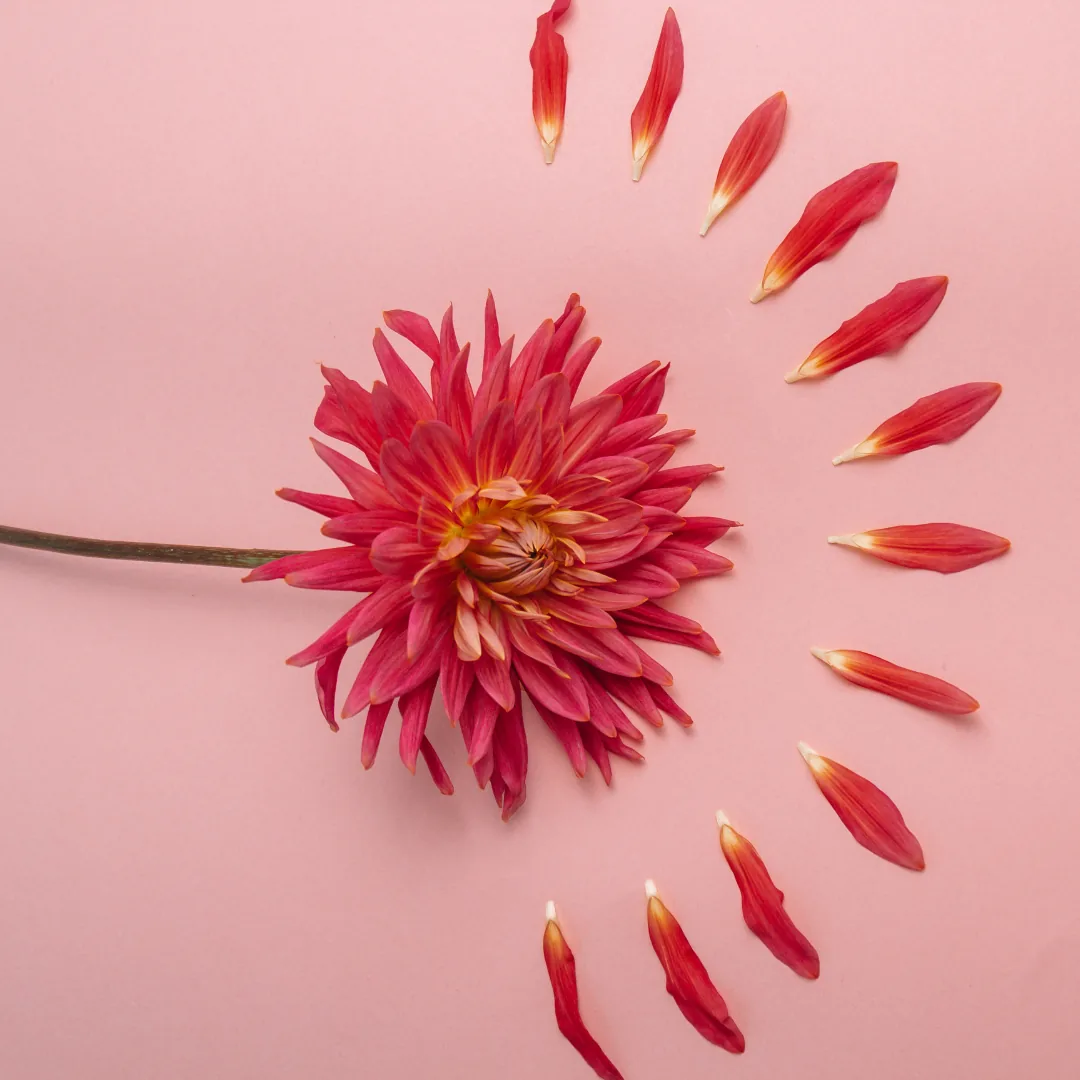 Rote Blüte auf rosa Grund